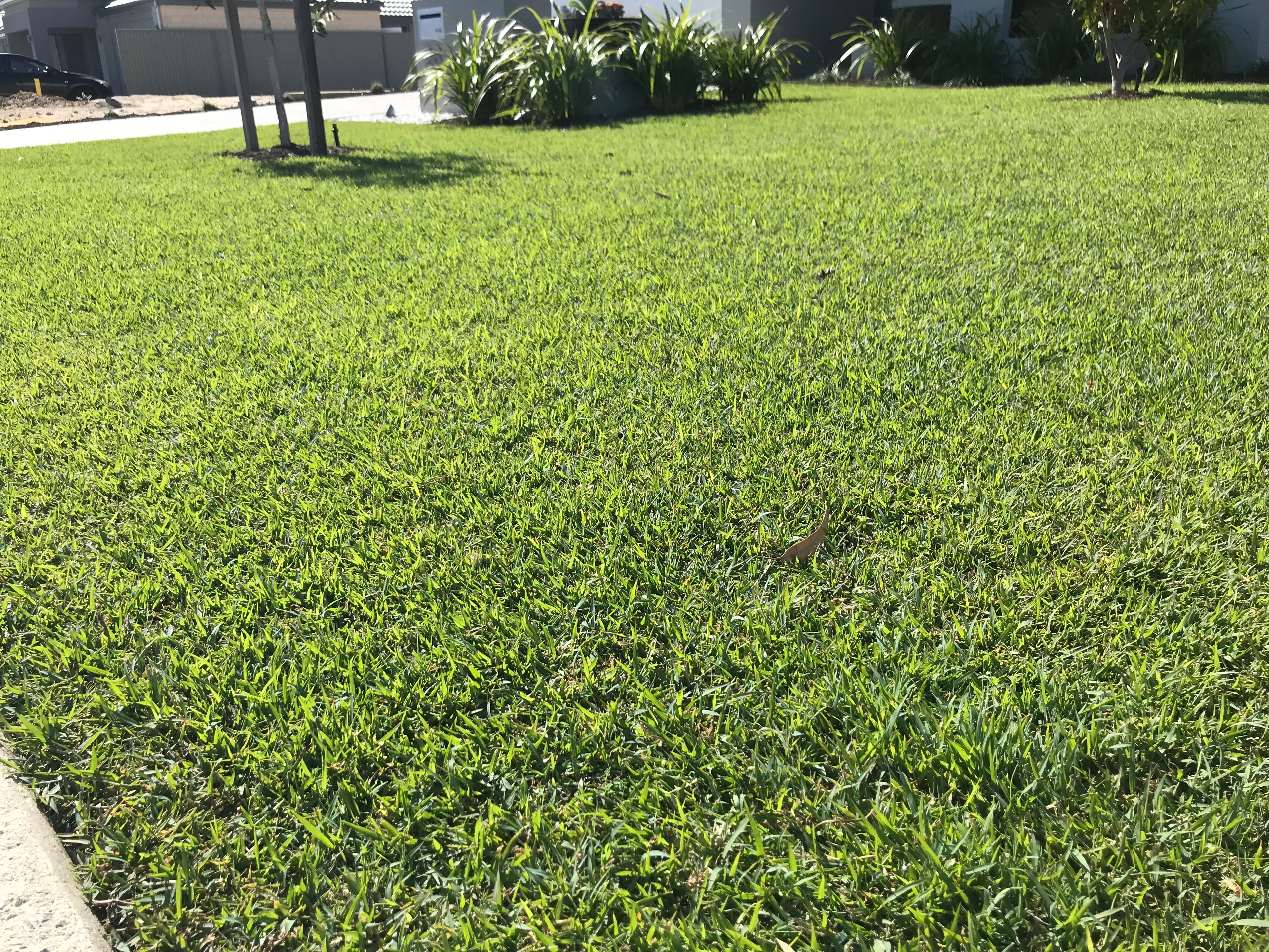 Queensland Blue